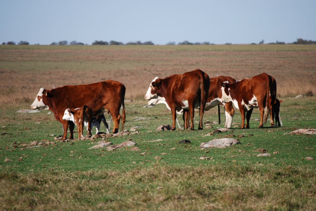 Argentina cuenta con 29.500 toneladas adjudicadas de cuota Hilton.
