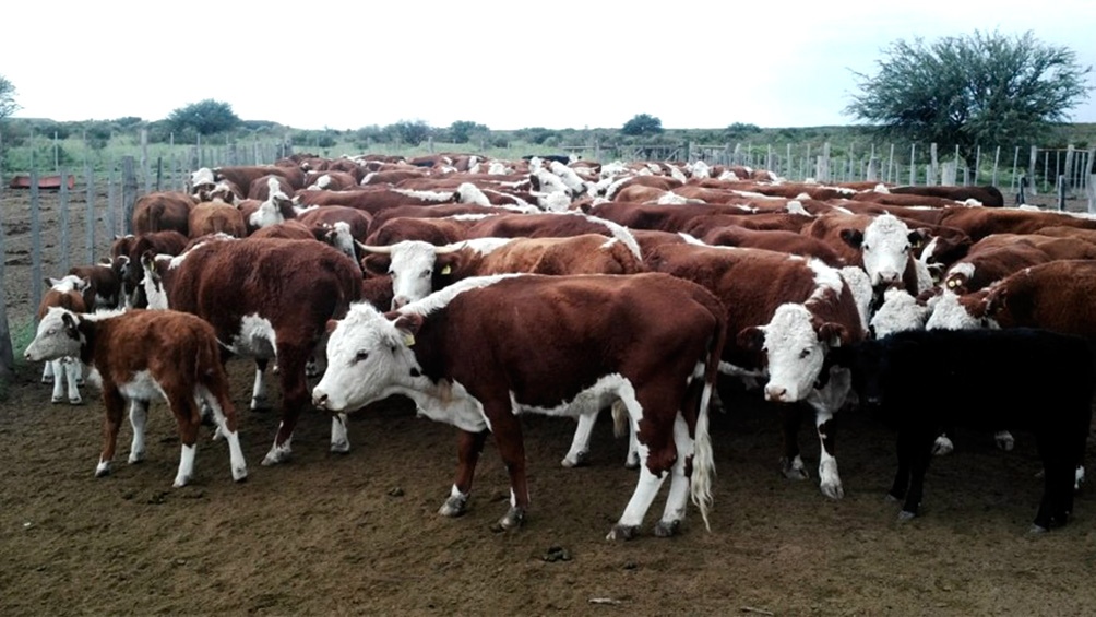El servicio sanitario uruguayo aceptó el certificado, que deberá acompañar el envío de los animales, propuesto por el Senasa.