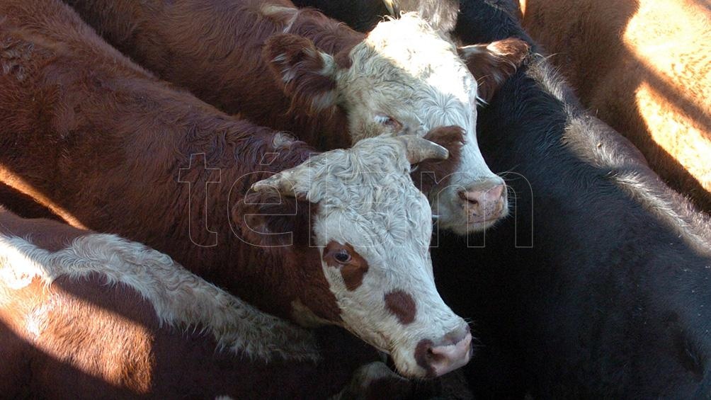 Desde la industria cárnica aseguran que, a pesar de los valores actuales, todavía existe un retraso en el precio del animal vivo.