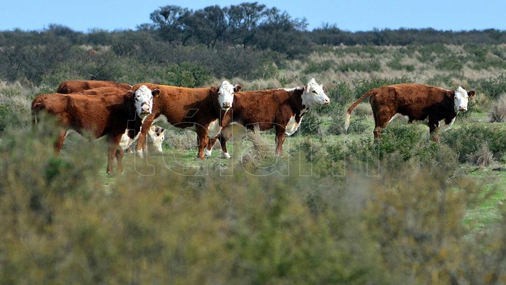 El sector no prevé un aumento en la demanda interna de carne para los próximos meses. 