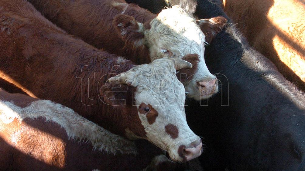 Advierten sobre una menor oferta de animales de engorde y una presión sobre los precios