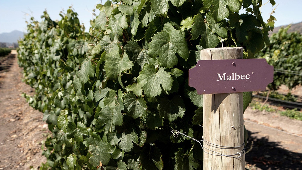 La superficie plantada con Malbec en la Argentina varió a lo largo de los años.