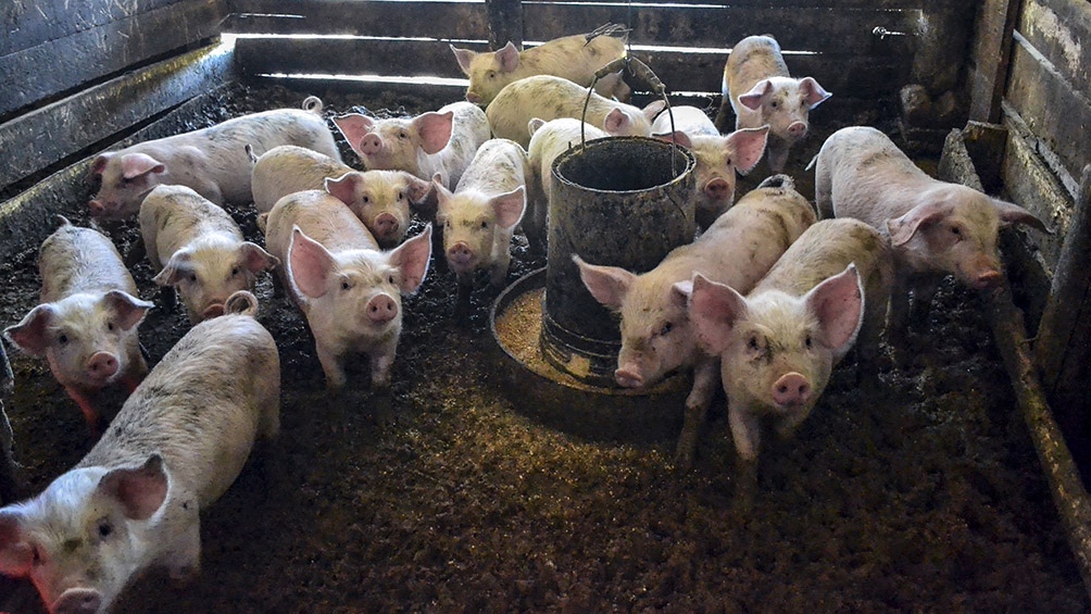 "Argentina, en el cerdo, está más orientada en la elaboración de chacinados, pero no para ser exportador de carne".