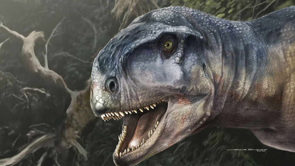 El "Llukalkan aliocranianus", especie de dinosaurio encontrada en Neuquén (Foto: @CONICETDialoga)