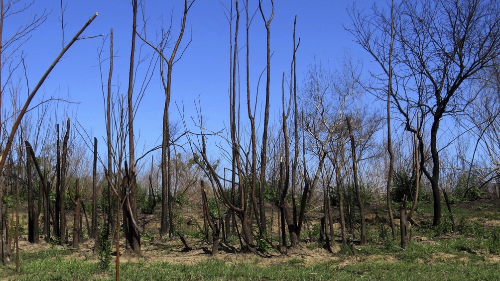 El delta del río Paraná es un conjunto de humedales, ecosistemas que brindan múltiples beneficios.