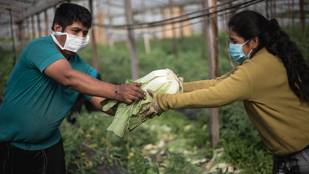 Varios proyectos permiten acceder a verduras y frutas agroecológicas.