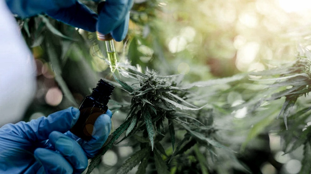 El proyecto busca establecer un marco de regulación para el desarrollo de la industria del cannabis medicinal e incentivar el desarrollo de pymes y cooperativas.