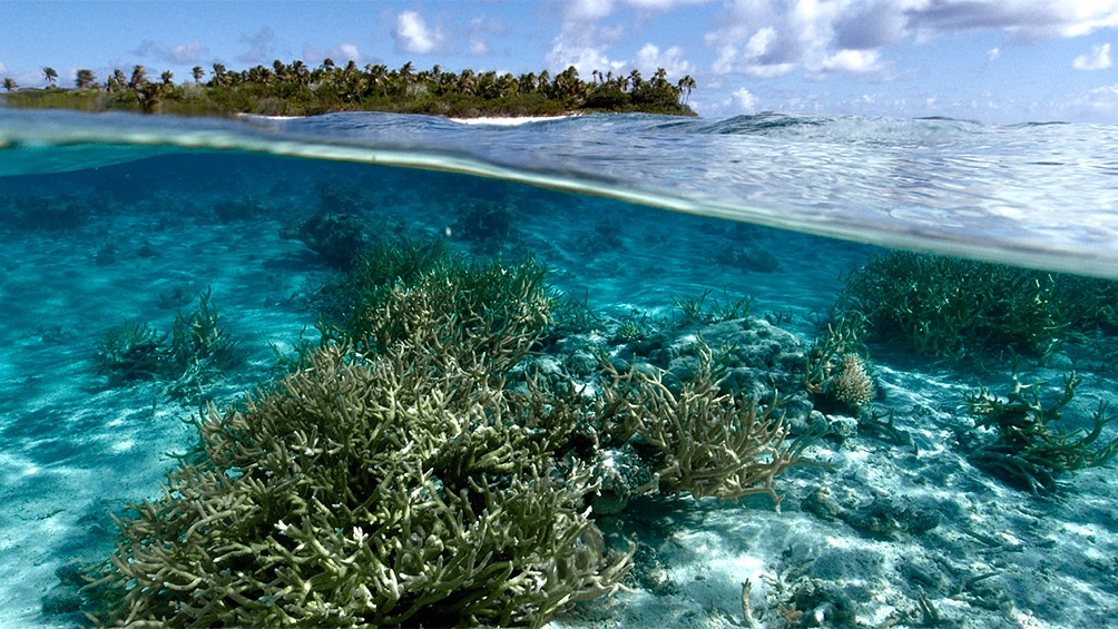 La presión de la actividad humana está destruyendo el proceso biológico básico de los océanos.