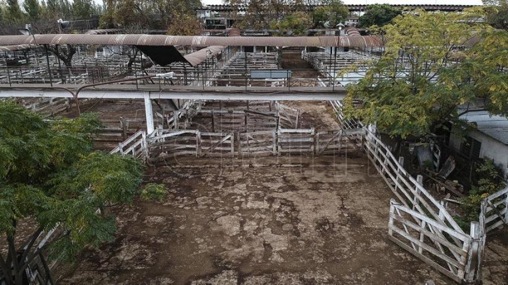 Mercado de Liniers: el Gobierno cerró exportaciones de carne vacuna por 30 días.