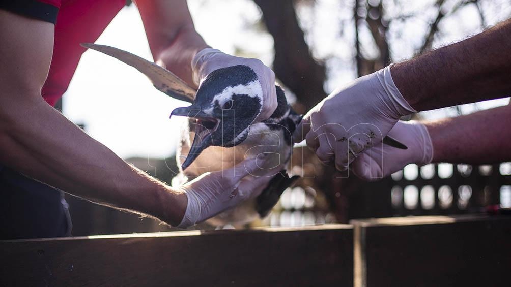 El ingreso de los animales se produjo entre finales de febrero y marzo