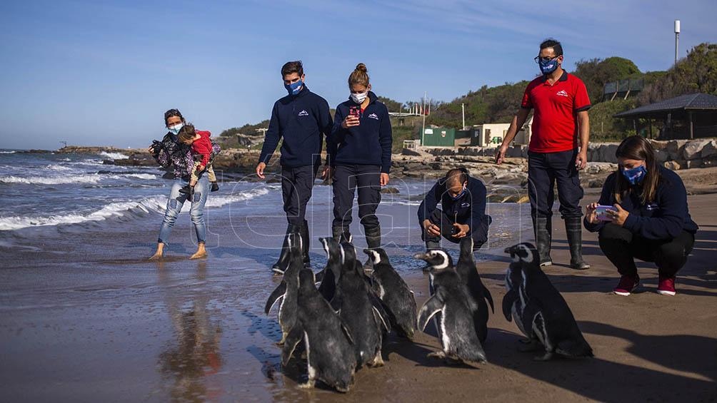 Luego de una recuperación física fueron devueltos al mar.