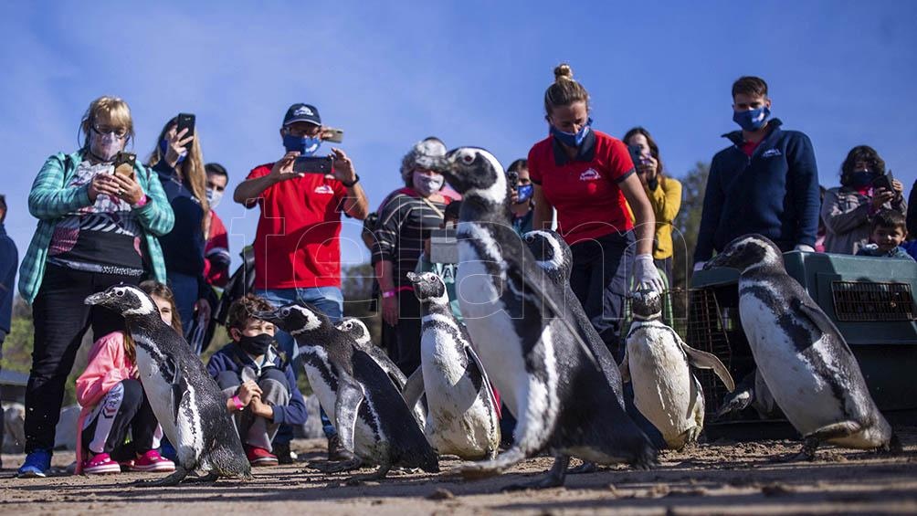 En total fueron doce ejemplares de pingüinos de Magallanes