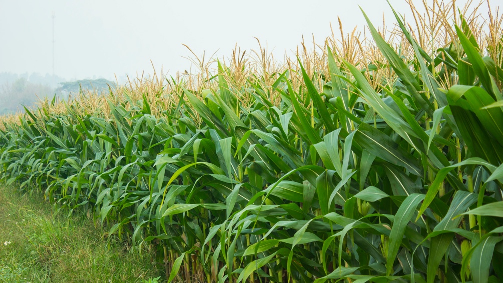 ProRindes es una plataforma que cruza datos para predecir el desarrollo de las campañas agrícolas.