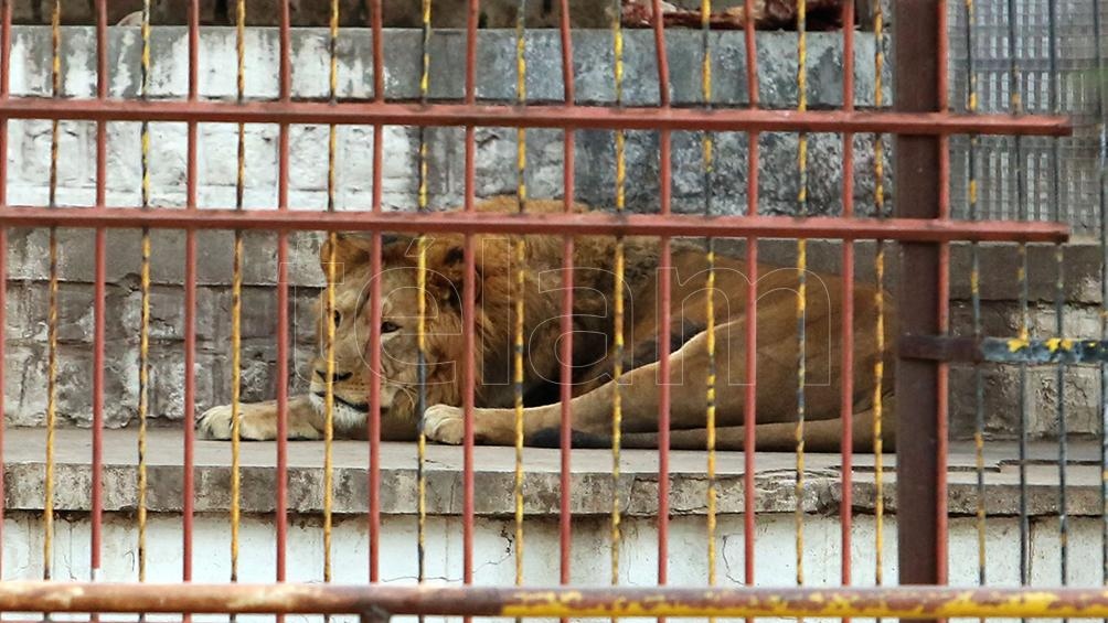 La ley enfrenta el rico lobby de la cría de grandes animales.