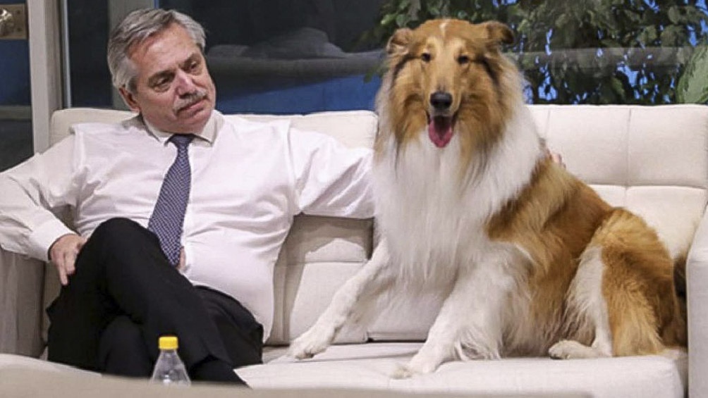 El presidente Alberto Fernández con Dylan, el collie más famoso de la Argentina. Hasta tiene sus propias cuentas en las redes sociales.