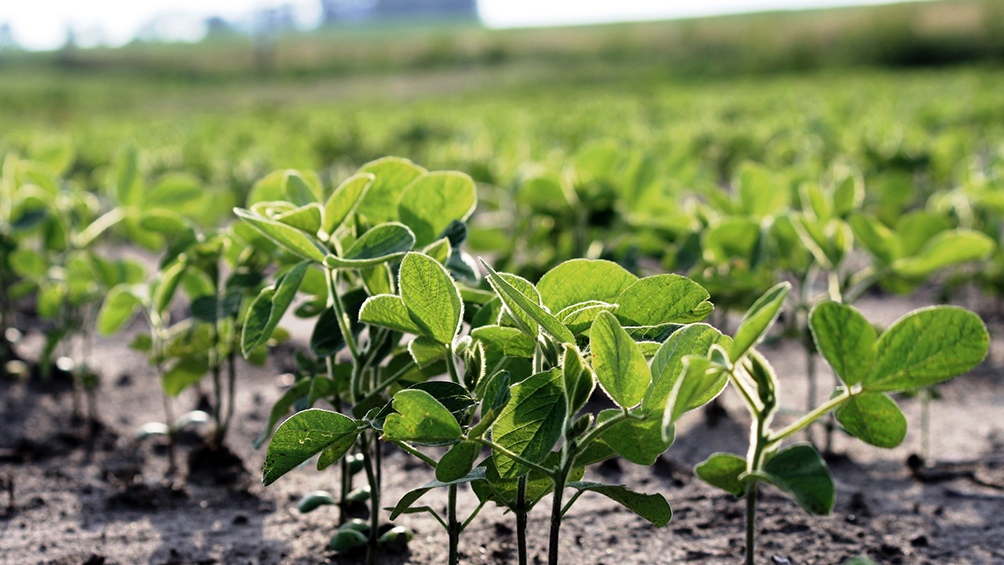 La caída fue atribuida a la variable distribución de las precipitaciones a lo largo de todo el ciclo del cultivo.