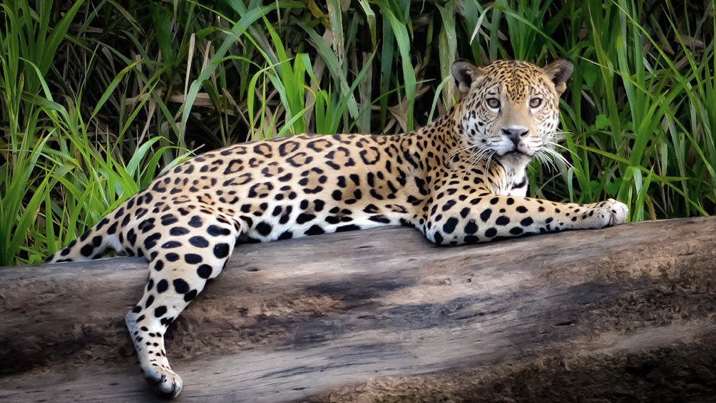 El sistema establece la información necesaria para actualizar los planteles de animales vivos y salvaguarda las potestades de registro.