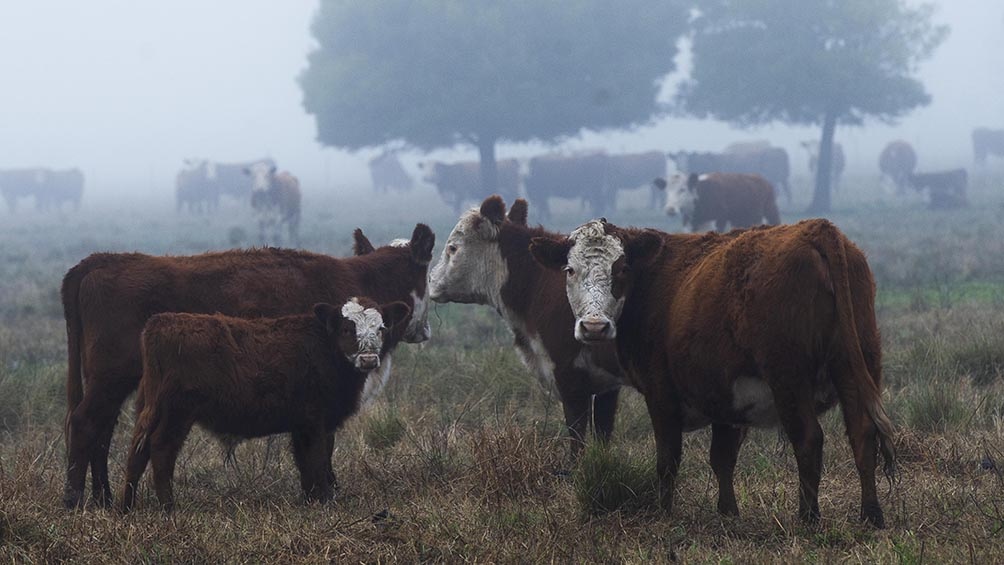 El Presidente convocó a todos los sectores de la cadena de producción de carne.