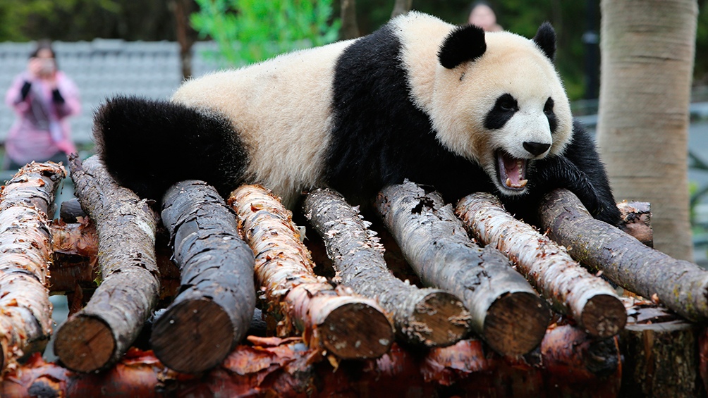 Autoridades del zoológico de Tokio informaron que la panda Shin Shin estaría embarazada.