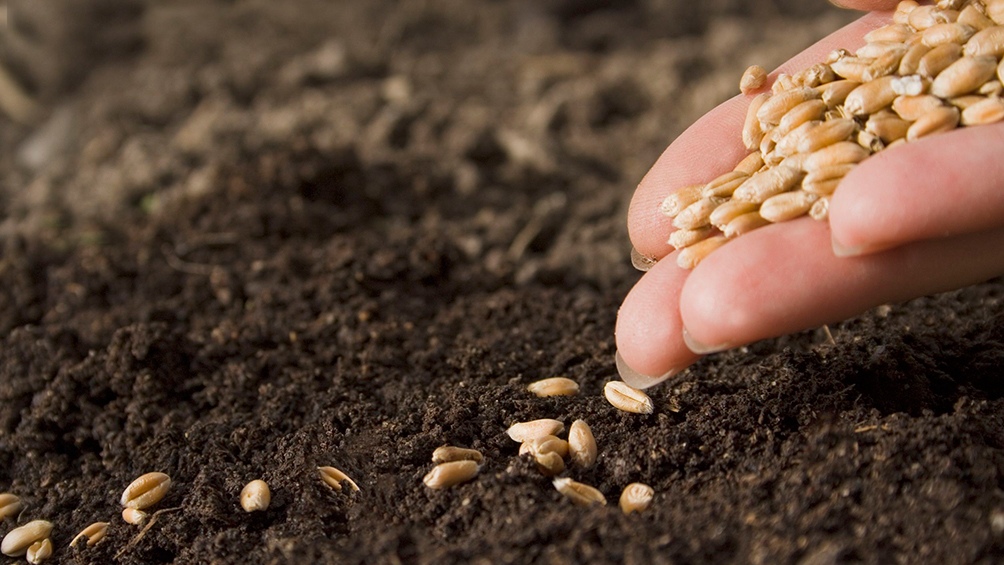 Los nanomateriales se empezaron a aplicar en la agricultura hace menos de 15 años.