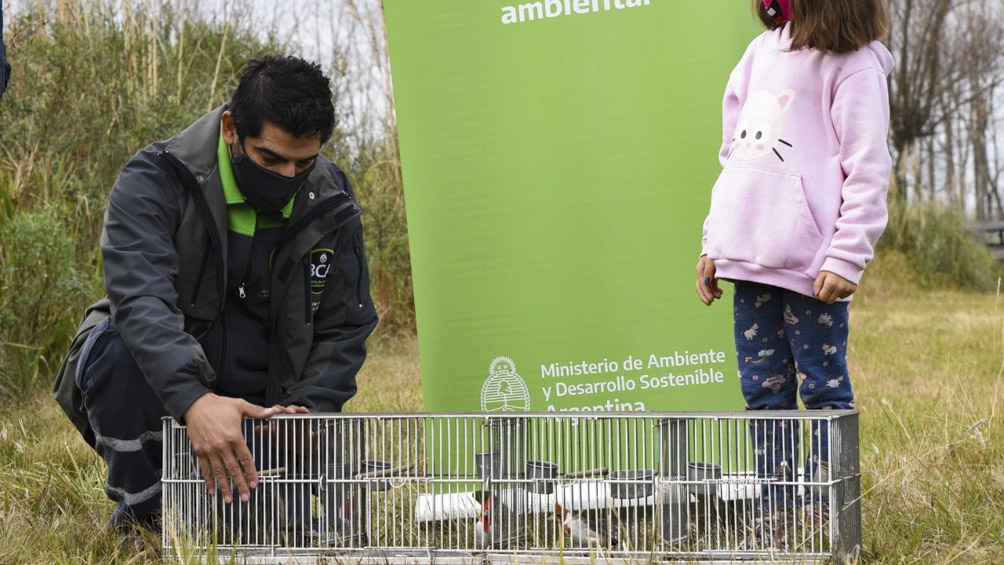 Las especies liberadas fueron ejemplares de cardenales copete rojo, reina mora grande, jilguero dorado y cabecita negra