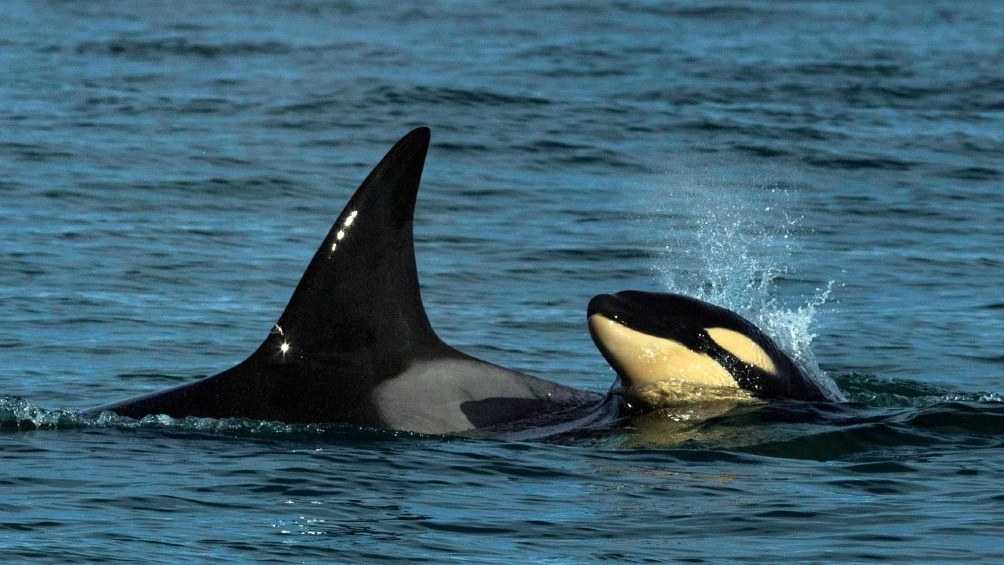 Los grupos de orcas recorren desde Península Valdez hasta Costa Bermeja. Foto: Marcelo Ochoa