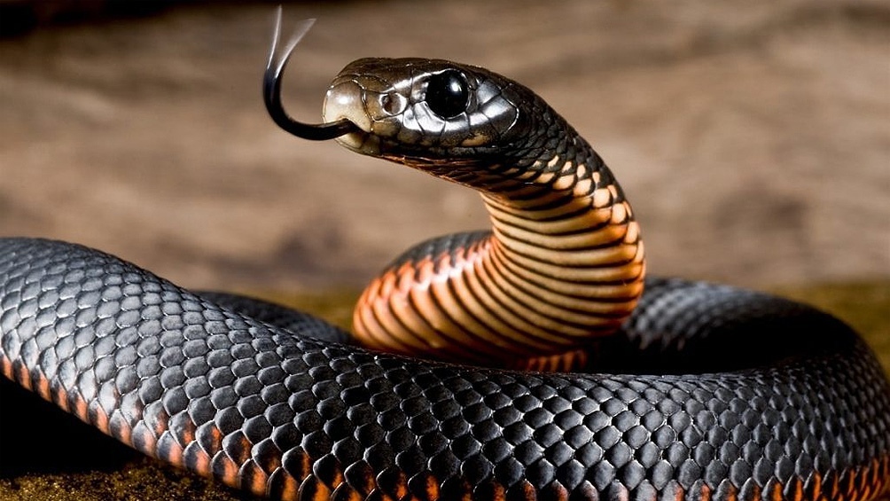 La  temida mamba negra había sido señalada por el juez como la responsable de las muertes.