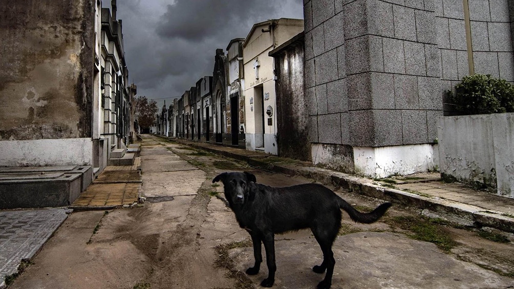 La cifra mundial de muertes por el coronavirus superó los 4 millones. Foto: Carlos Brigo.