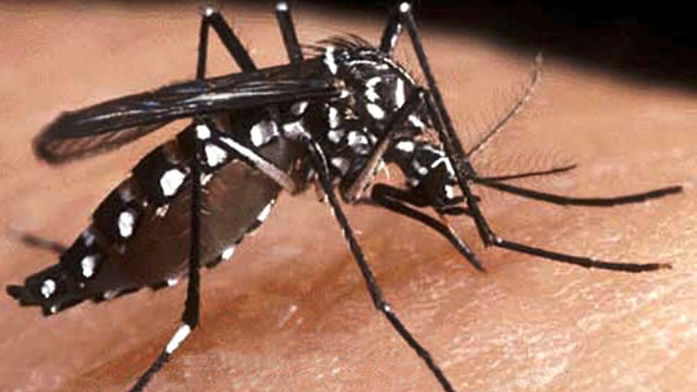 Mosquito transmisor del virus chikunguña.