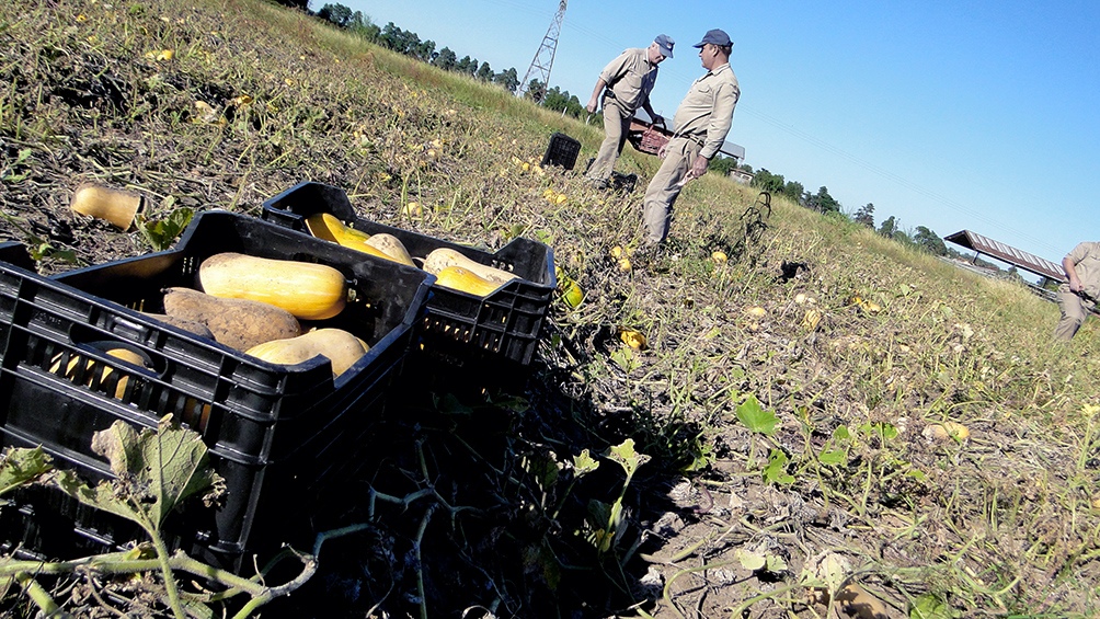 Durante junio el consumidor pagó 5,22 veces más de lo que cobró el productor en tranquera.