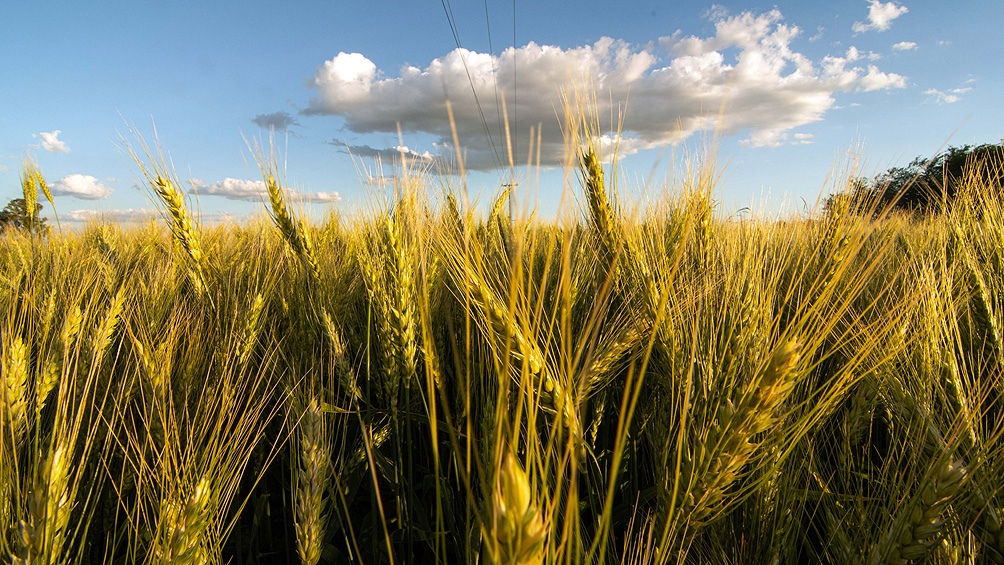 "Si bien el ecosistema Agtech es relativamente pequeño considerando el tamaño de la economía nacional, se suma a otros sectores de la actividad económica vinculados con el mundo biológico".