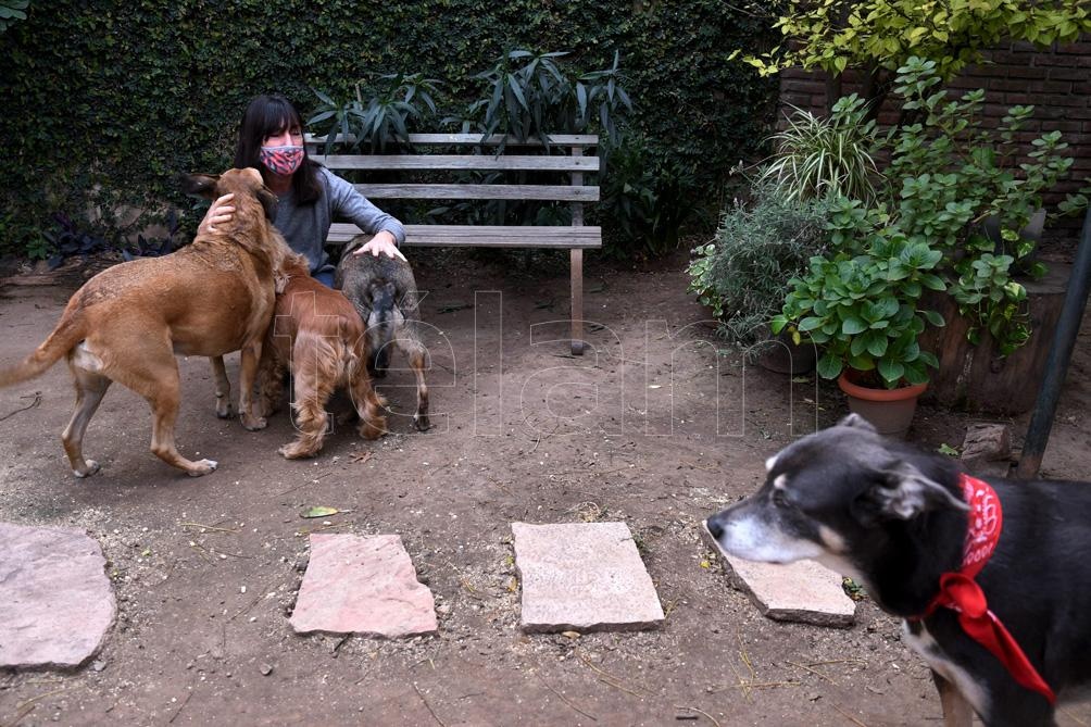 En la Ciudad, hay unos 500 mil perros y 300 mil gatos en todo el distrito.