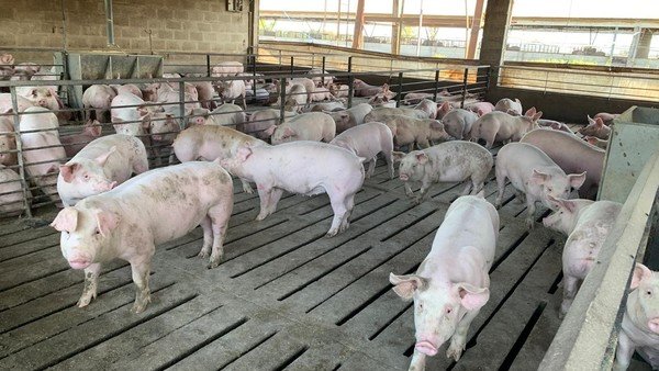 Se amplía la línea de financiamiento para incrementar la producción de carne de cerdo y pollo