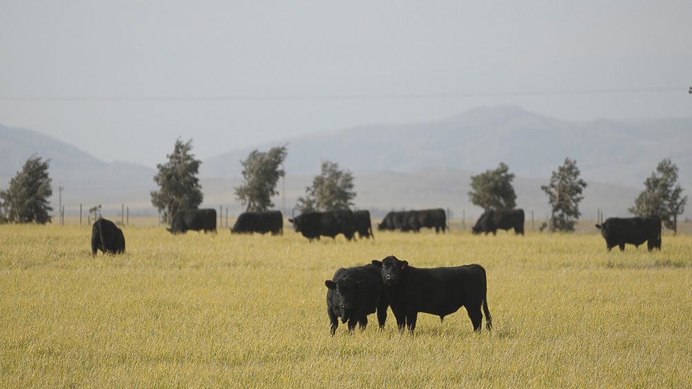 Se habla de un nuevo plan, ya que desde el Gobierno sostienen que el rodeo nacional y la producción de carne se encuentra estancada.