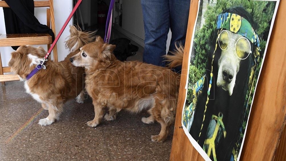 Ahora se lanzó una campaña de vacunación antirrábica para mascotas. Foto: Raúl Ferrari.