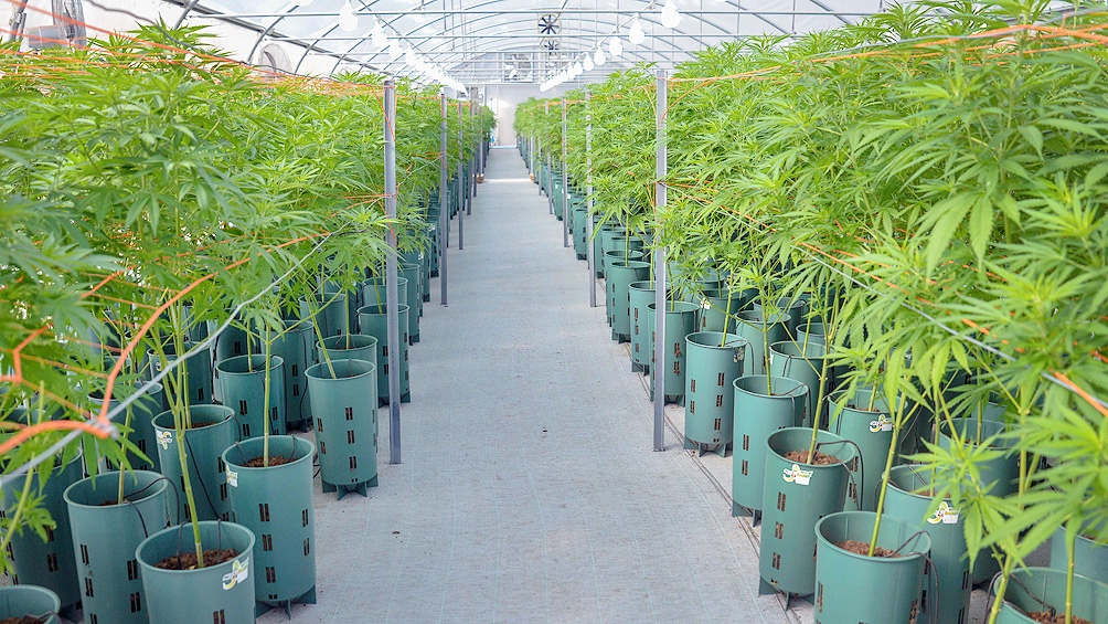 Una experiencia de cultivo de cannabis. 