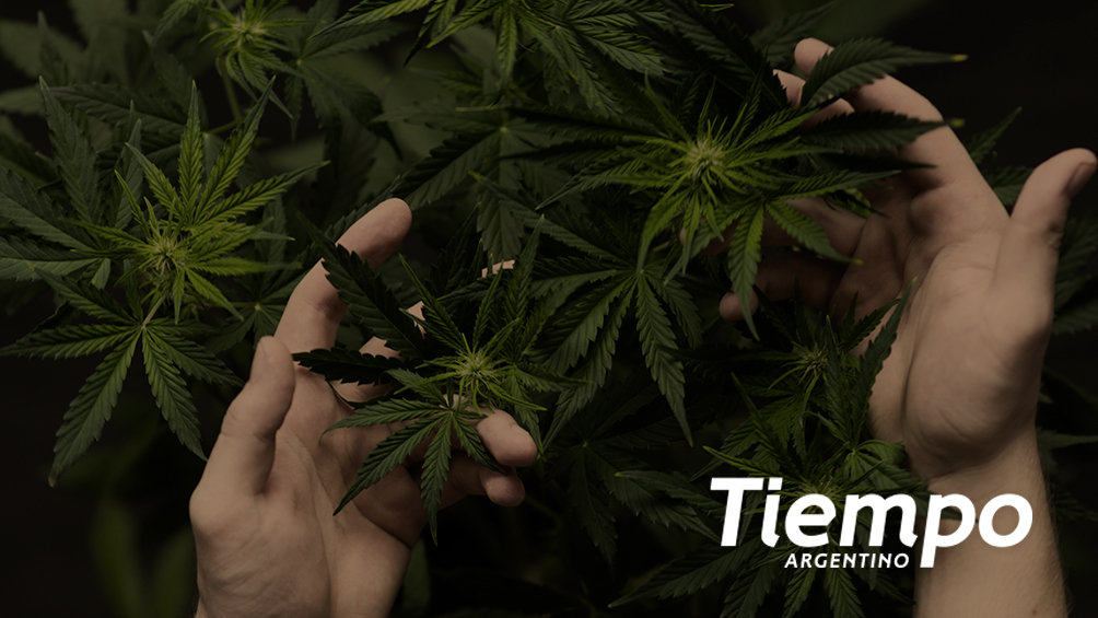 En busca del cáñamo perdido: Jáuregui, Don Julio y el legado de La Linera