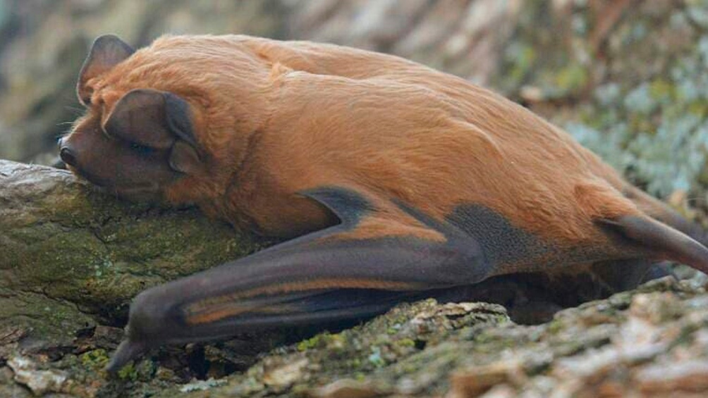 El murciélago "Molossus melini" presenta rasgos en su dentición, cráneo y mandíbula que lo diferencian. Foto: TW @GobSantaFe