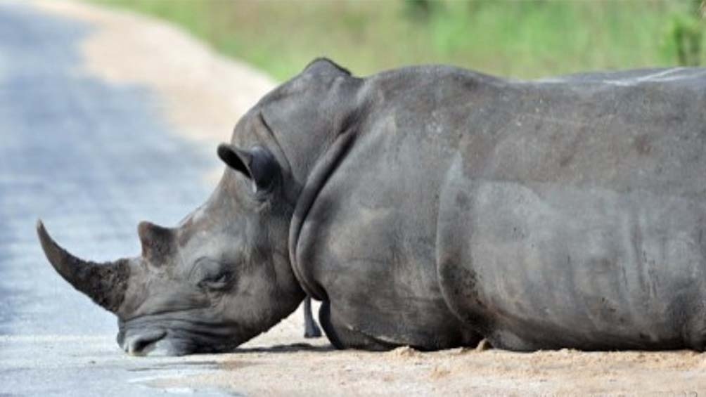 El cuerno del rinoceronte es apreciado para la medicina tradicional asiática. (Foto AFP)