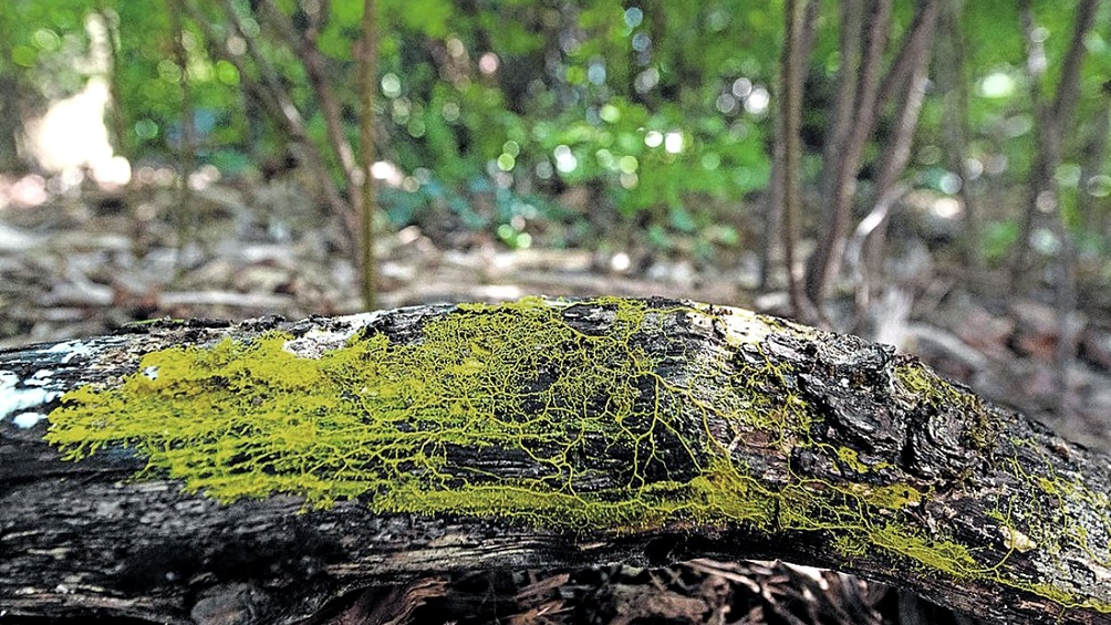 El "blob", llamado "Physarum polycephalum", está compuesto por una sola célula y varios núcleos.