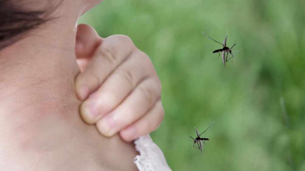El 26 de agosto se celebra el Día Internacional contra el Dengue