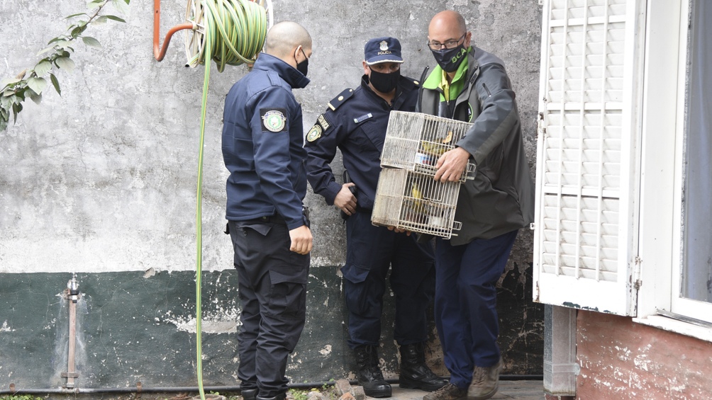 Un total de 137 ejemplares de aves autóctonas fueron rescatadas.