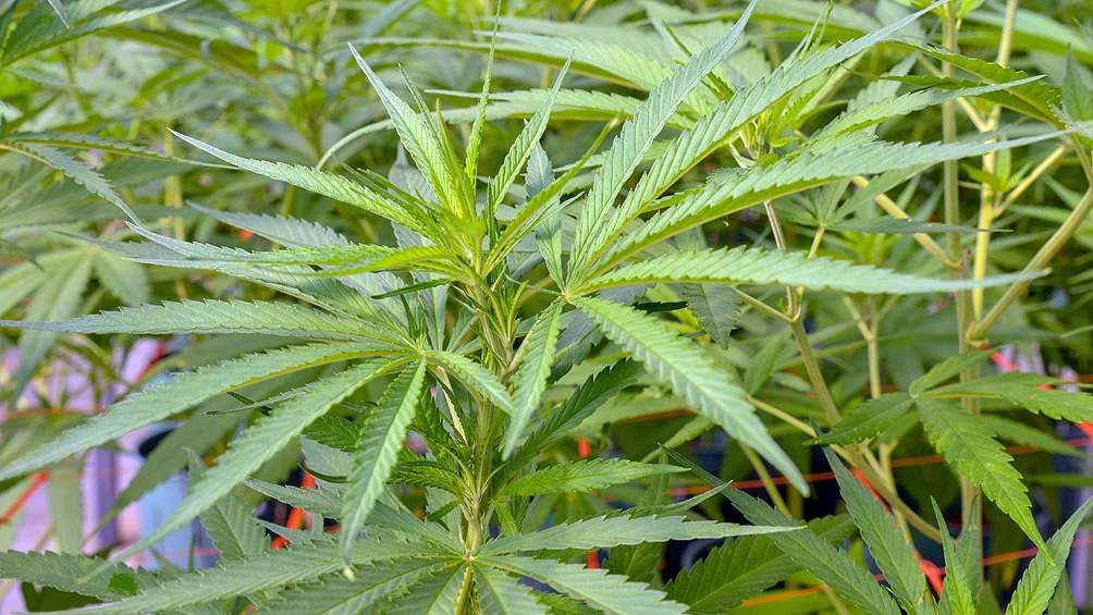 El proyecto es para la producción de cannabis medicinal en el Valle de Lerma.