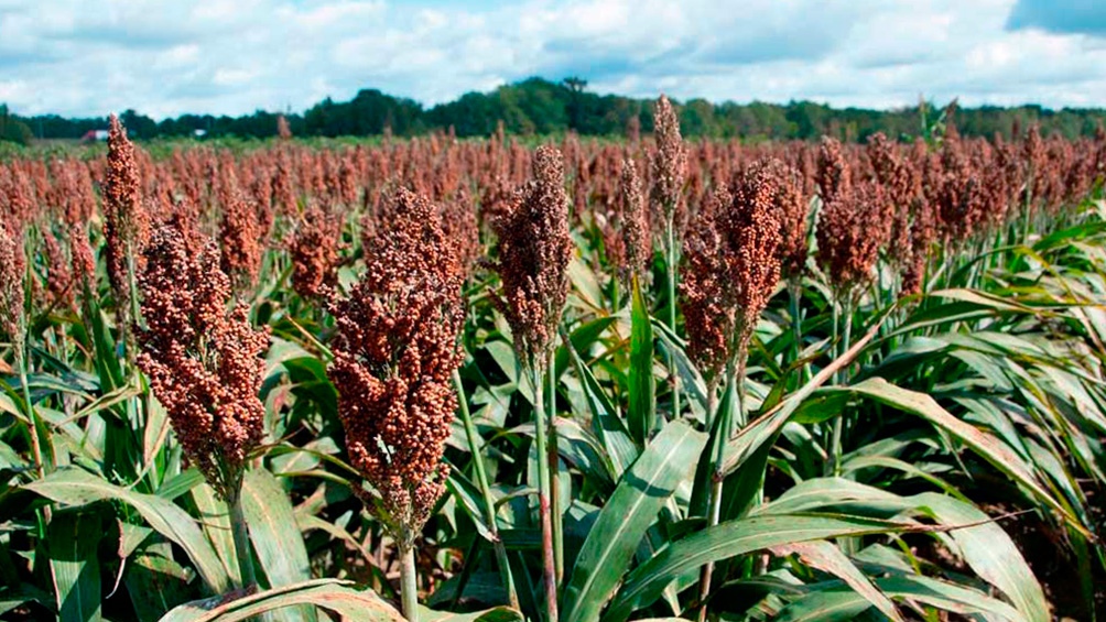 China es el principal comprador del sorgo argentino y se lleva 9,8 toneladas al año. 