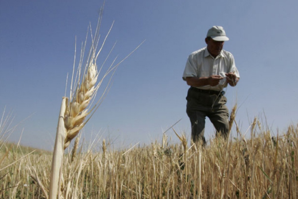 Los últimos pronósticos acrecentaron las posibilidades de que se desarrolle el fenómeno de La Niña, lo que significará, de concretarse, menores lluvias al promedio histórico.