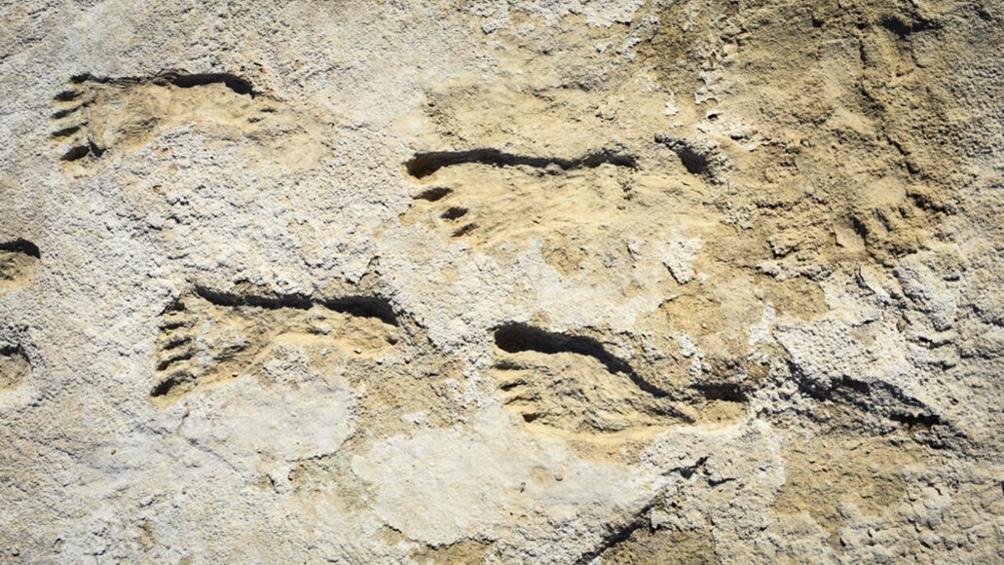 El hallazgo es decisivo para el debate sobre cómo el homo sapiens llegó a América. (Foto: ScienceNews)