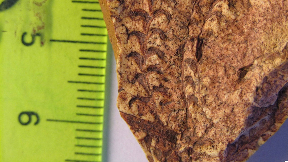 Hoja de helecho del Jurásico con una extraordinaria preservación.