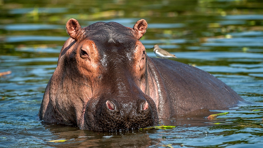 Veinticuatro de los 80 hipopótamos que habitan alrededor de la antigua hacienda del extinto narcotraficante Pablo Escobar, en el noroeste de Colombia, fueron esterilizados ante el crecimiento "descontrolado" de esta especieFoto: 123RF