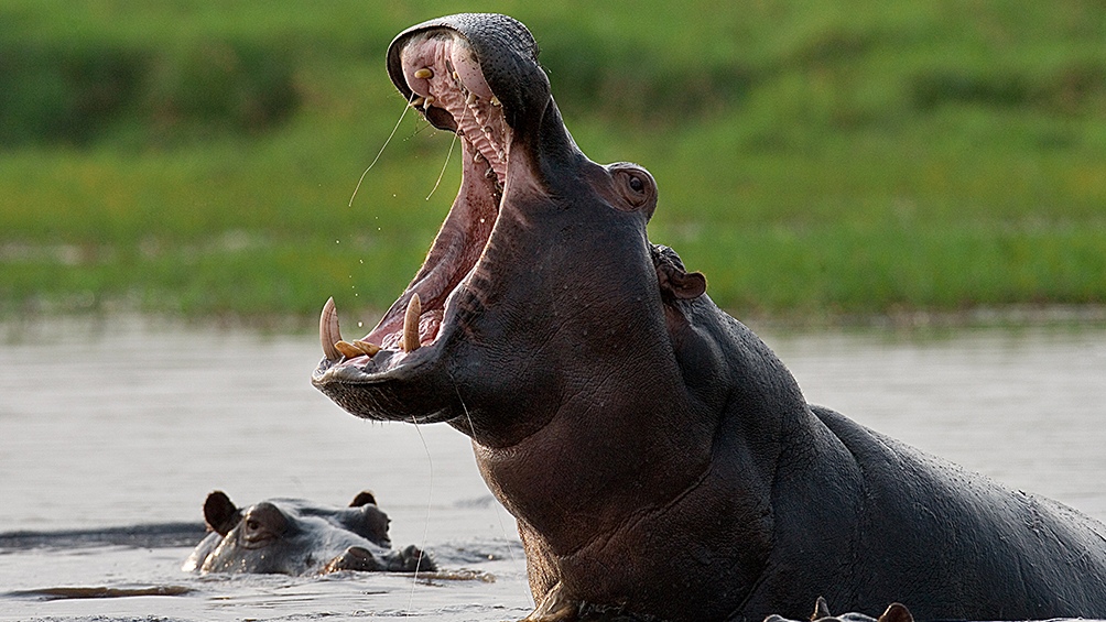 Expertos señalaron que este insólito legado del narco puede ser la mayor manada de hipopótamos fuera de África y un problema ambiental para Colombia. Foto: 123RF