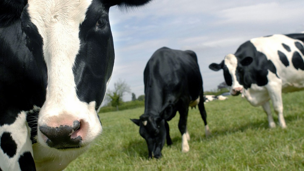 Gobierno cumplió el compromiso asumido de exportar 140.000 vacas categoría E y D con destino a China.